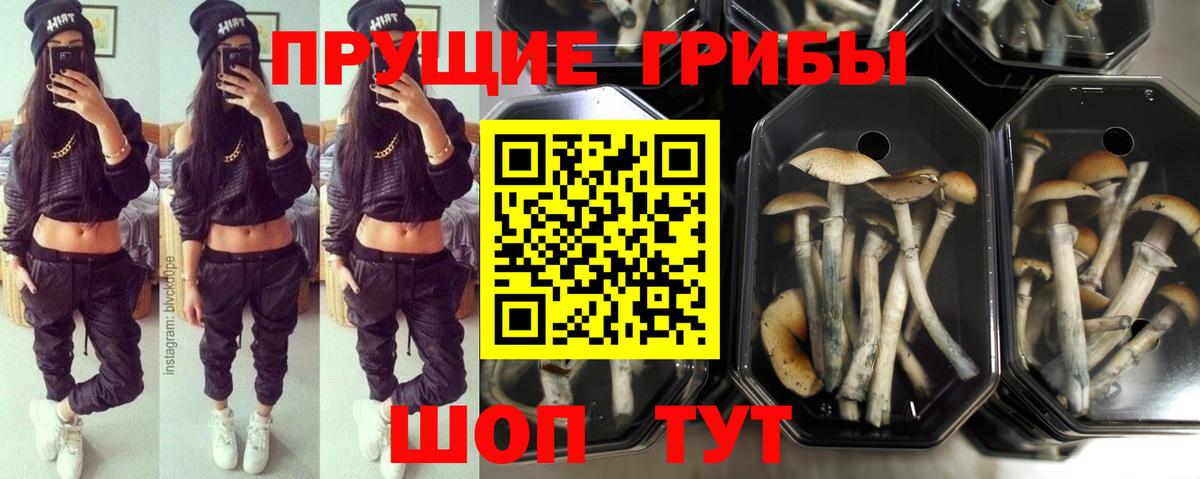 Обь  Псилоцибиновые грибы мухоморы  Вход с VPN  Галлюциногенные грибы Psilocybe 